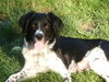 Summer - Princess's Puppy