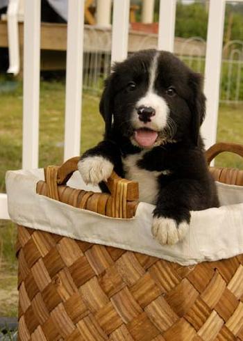 Savannah's pups