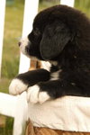Savannah's pups