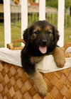 Savannah's pups