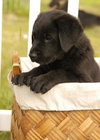 Savannah's pups