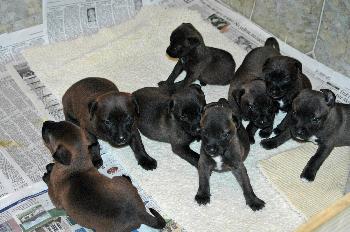 Heidi's Pups