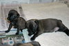 Heidi's Pups