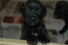 Heidi's Pups