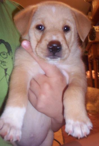 Crystal
