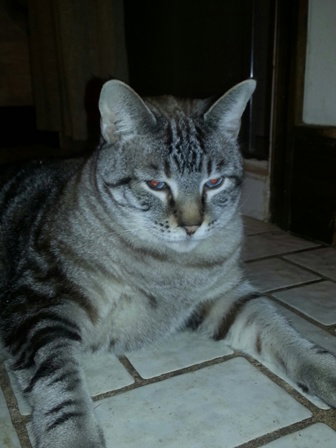 Frankie