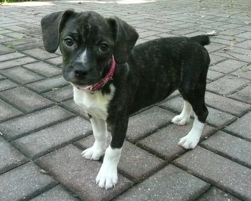 Annie