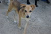 Andy - Adoption Pending