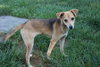 Andy - Adoption Pending
