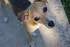 Andy - Adoption Pending