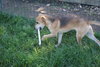 Andy - Adoption Pending