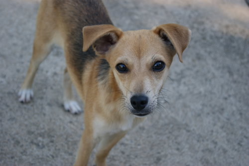 Andy - Adoption Pending
