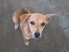 Andy - Adoption Pending