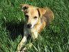Andy - Adoption Pending