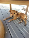 Andy - Adoption Pending