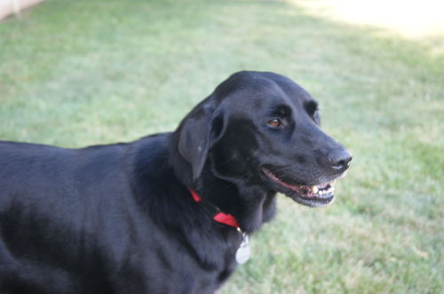 Jake