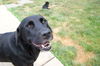 Jake