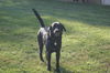 Jake