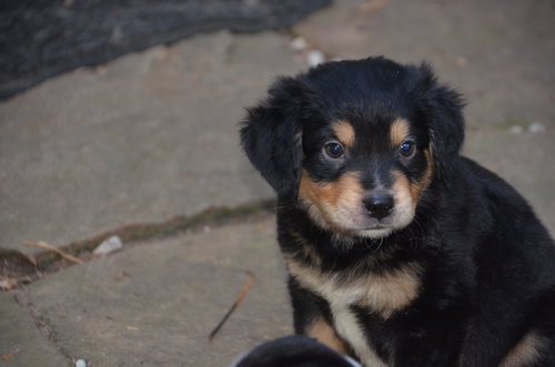 Max