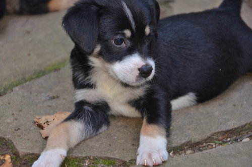 Milly