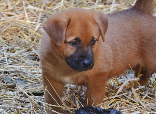 Sampson