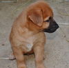 Sampson
