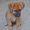 Sampson