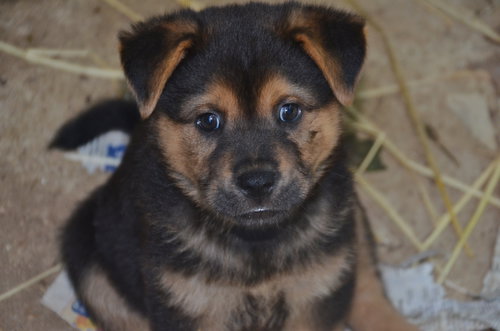 Shena
