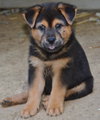 Shena