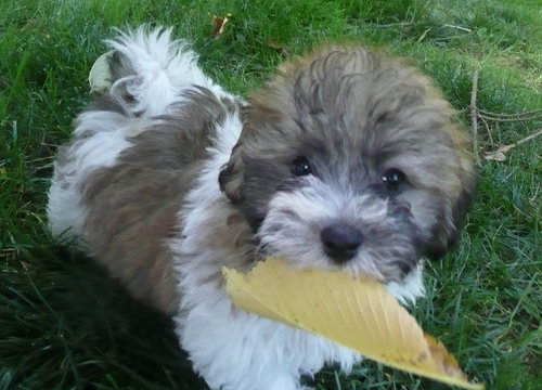 Teddy