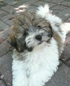 Teddy