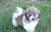 Teddy
