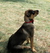 Tessie 