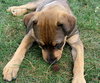 Tessie 