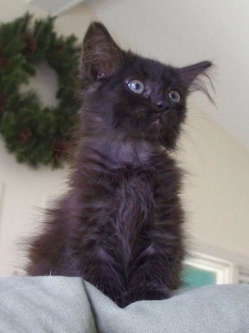 Julie - Adoption Pending