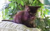 Julie - Adoption Pending