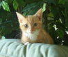 Jack - Adoption Pending