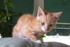 Jack - Adoption Pending