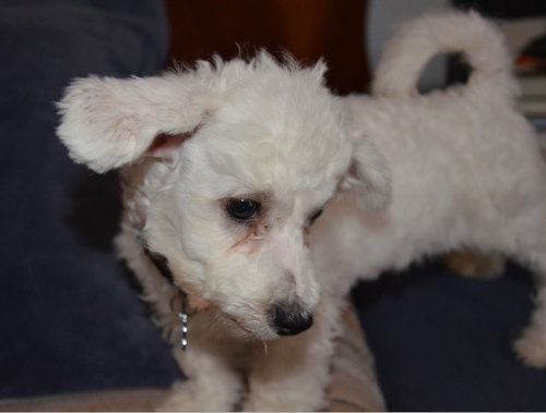 Colby