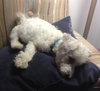 Colby