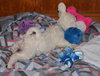 Colby