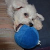 Colby