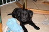 Evie