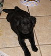 Evie