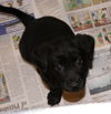 Evie