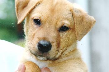 Lucy