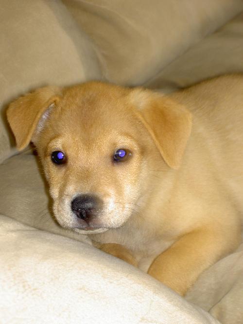 Duke 