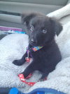 Fozzie