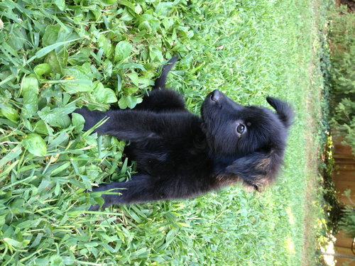 Fozzie