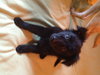 Fozzie